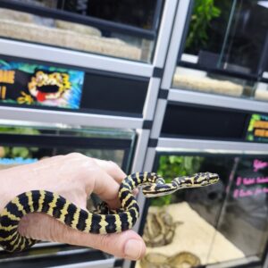 MORELIA SPILOTA CHEYNEI GERMAN BLOOD LINE FEMELLE N2 / 600.00€
