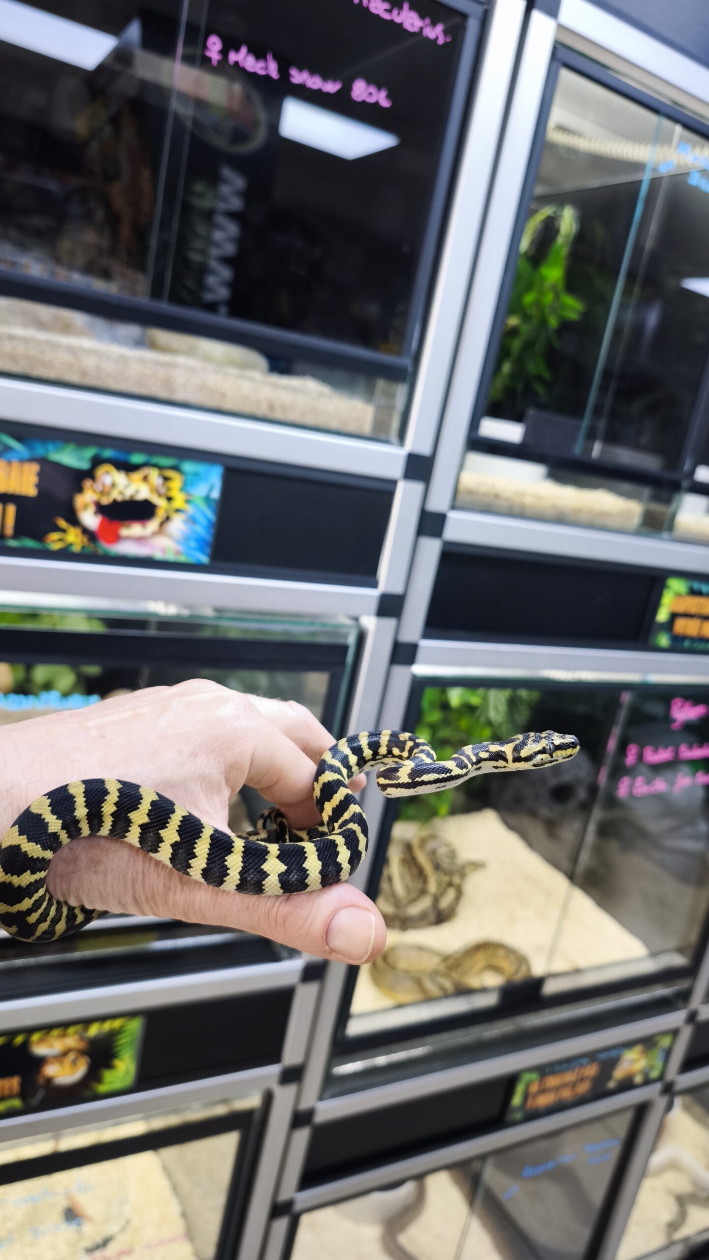 MORELIA SPILOTA CHEYNEI GERMAN BLOOD LINE FEMELLE N2 / 600.00€