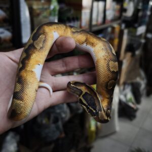 PYTHON REGIUS ENCHI PIEBALD MALE N1/300.00 €