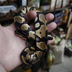 PYTHON REGIUS LEOPARD DH DG/CLOWN FEMELLE 300.00 €