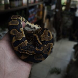 PYTHON REGIUS LEOPARD  SUGAR HET CLOWN MALE 300.00 €