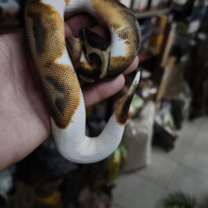 PYTHON REGIUS ENCHI PIEBALD MALE N2/ 300.00 €