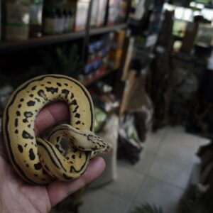 PYTHON REGIUS LEOPARD PASTEL CLOWN MALE 300.00 €