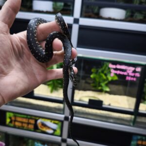 MORELIA SPILOTA SPILOTA B/Y MALE 1000.00 €