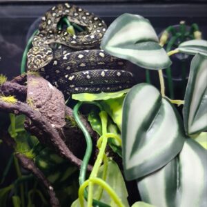MORELIA SPILOTA SPILOTA FEMELLE 1200.00 €