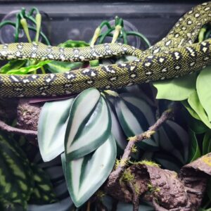 MORELIA SPILOTA SPILOTA FEMELLE VENDU