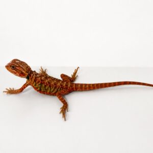 POGONA VITTICEPS RED  250.00 €