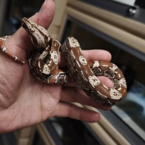 BOA IMPERATOR IMG VPI FEMELLE N3/1250.00 €