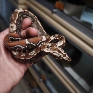BOA IMPERATOR IMG VPI FEMELLE N4/1250.00 €