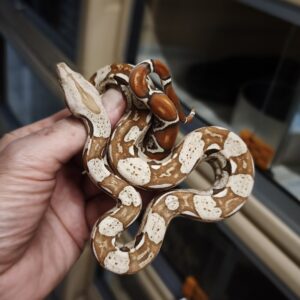 BOA IMPERATOR VPI FEMELLE N6/250.00 €