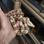 BOA IMPERATOR VPI FEMELLE N8/ VENDU