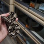 BOA IMPERATOR IMG HET VPI FEMELLE N2/VENDU
