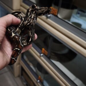 BOA IMPERATOR IMG HET VPI FEMELLE N1/ RESERVE