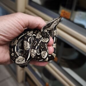 BOA IMPERATOR IMG HET VPI FEMELLE N3/600.00 €