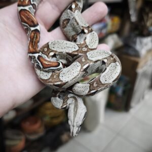 BOA IMPERATOR HET VPI FEMELLE N4/120.00 €
