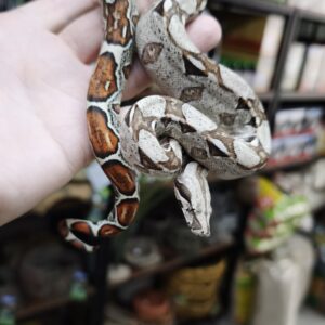 BOA IMPERATOR HET VPI  FEMELLE N7/120.00 €