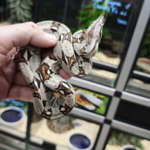 BOA IMPERATOR HET VPI FEMELLE N6/120.00 €