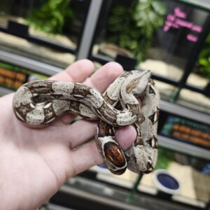 BOA IMPERATOR HET VPI FEMELLE N5/120.00 €