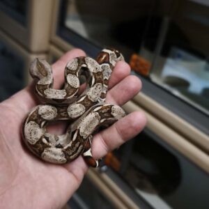 BOA IMPERATOR HET VPI  FEMELLE N2/120.00 €