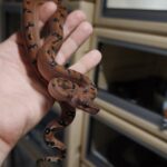 BOA IMPERATOR SCORIA LEOPARD POSS HET ALBINOS MALE 1500.00 €