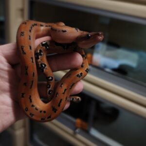 BOA IMPERATOR SCORIA LEOPARD POSS HET ALBINOS  FEMELLE 2000.00 €
