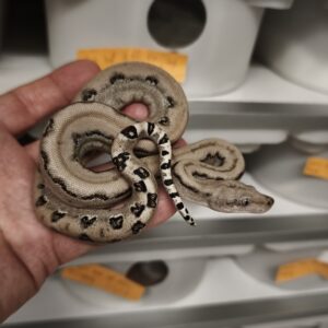 BOA IMPERATOR SCORIA  POSS HET ALBINOS , POSS HET LEOPARD MALE N1 / 500.00 €