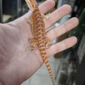 POGONA VITTICEPS RED HYPO HET TRANS 250.00 €