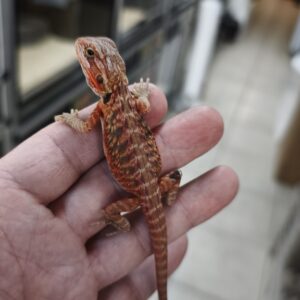 POGONA VITTICEPS RED LETHERBACK HYPO TRANS 300.00 €