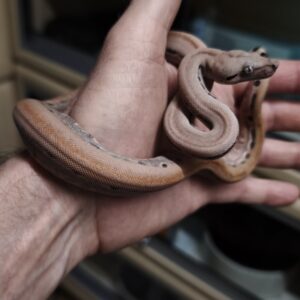 BOA IMPERATOR SCORIA POSS HET ALBINOS , POSS HET LEOPARD MALE N2/ 550.00 €