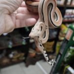 BOA IMPERATOR SCORIA POSS HET ALBINOS , POSS HET LEOPARD MALE N3 / 900.00 €