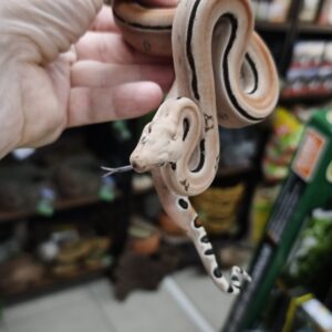 BOA IMPERATOR SCORIA POSS HET ALBINOS , POSS HET LEOPARD MALE N3 / 900.00 €