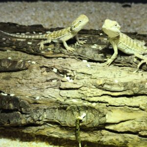 POGONA HENRYLAWSONI 150.00 €