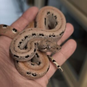 BOA IMPERATOR SCORIA POSS HET ALBINOS , POSS HET LEOPARD MALE N4/ 500.00 €