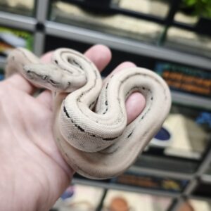 BOA IMPERATOR SCORIA POSS HET ALBINOS POSS HET LEOPARD FEMELLE N5/600.00 €
