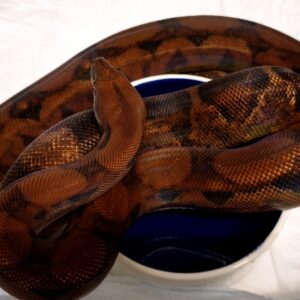 BOA CONSTRICTOR BLOOD HET RED DRAGON MALE REPR0DUCTEUR 1000.00 €