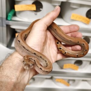 BOA IMPERATOR SCORIA POSS HET ALBINOS POSS HET LEOPARD FEMELLE N8/550.00 €