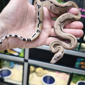 BOA IMPERATOR SCORIA POSS HET ALBINOS POSS HET LEOPARD MALE N9/480.00 €