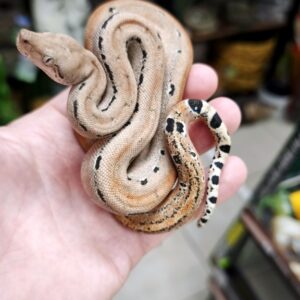 BOA IMPERATOR SCORIA POSS HET ALBINOS POSS HET LEOPARD MALE N10/550.00 €