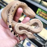 BOA IMPERATOR SCORIA POSS HET ALBINOS POSS HET LEOPARD FEMELLE N11/600.00 €