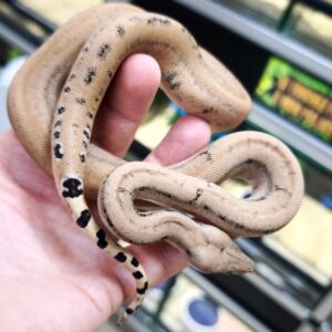 BOA IMPERATOR SCORIA POSS HET ALBINOS POSS HET LEOPARD FEMELLE N11/600.00 €