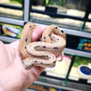 BOA IMPERATOR SCORIA POSS HET ALBINOS POSS HET LEOPARD MALE N12 /700.00 €