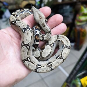 BOA CONSTRICTOR POSS HET ALBINOS POSS HET LEOPARD FEMELLE N13/110.00 €