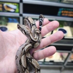 BOA CONSTRICTOR POSS HET ALBINOS POSS HET LEOPARD FEMELLE N14/110.00 €