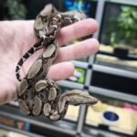 BOA CONSTRICTOR POSS HET ALBINOS POSS HET LEOPARD FEMELLE N15/110.00 €
