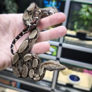 BOA CONSTRICTOR POSS HET ALBINOS POSS HET LEOPARD FEMELLE N15/110.00 €