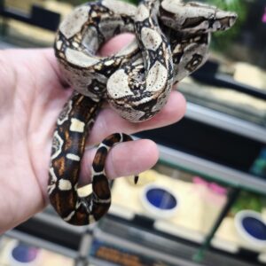 BOA CONSTRICTOR POSS HET ALBINOS POSS HET LEOPARD FEMELLE N16/120.00 €