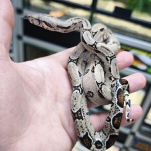 BOA CONSTRICTOR POSS HET ALBINOS POSS HET LEOPARD MALE N17/110.00 €
