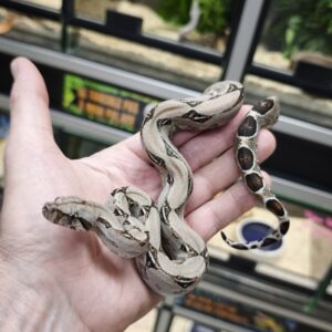 BOA CONSTRICTOR POSS HET ALBINOS POSS HET LEOPARD FEMELLE N18/120.00 €