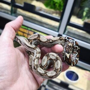 BOA CONSTRICTOR POSS HET ALBINOS POSS HET LEOPARD FEMELLE N19/110.00 €