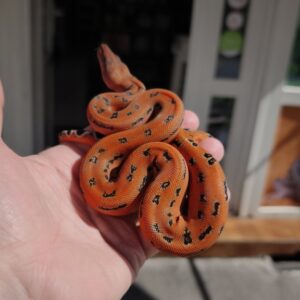 BOA IMPERATOR SCORIA LEOPARD POSS HET ALBINOS  FEMELLE 2200.00 €